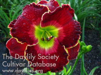 Daylily The Blessing of Freedom